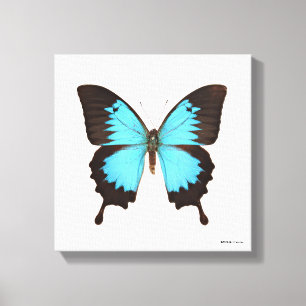 Ulysses Butterfly Canvas Afdruk