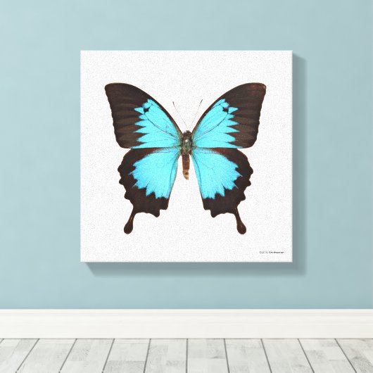 Ulysses Butterfly Canvas Afdruk (Insitu (Houten vloer))