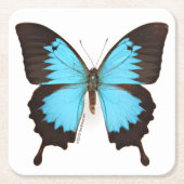 Ulysses Butterfly Kartonnen Onderzetters (Voorkant)