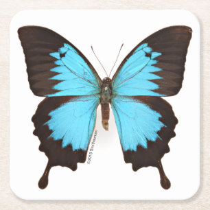 Ulysses Butterfly Kartonnen Onderzetters