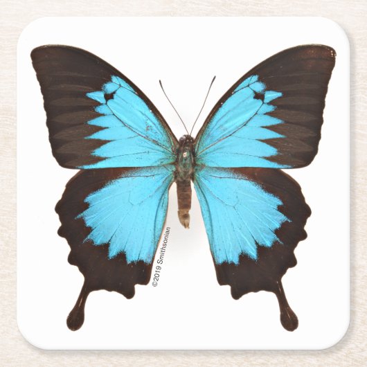 Ulysses Butterfly Kartonnen Onderzetters (Voorkant)