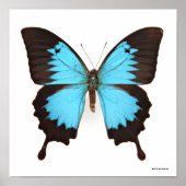 Ulysses Butterfly Poster (Voorkant)