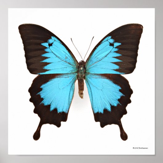 Ulysses Butterfly Poster (Voorkant)