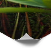 Um lobo-guará na planície Pantaneira. Poster (Hoek)