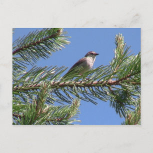 Umatilla National Forest Fauna vogelpest beveegt d Briefkaart
