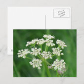 Umatilla Oregon Flora Planten botany Briefkaart (Voorkant / Achterkant)