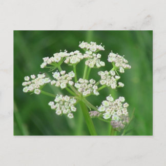 Umatilla Oregon Flora Planten botany Briefkaart
