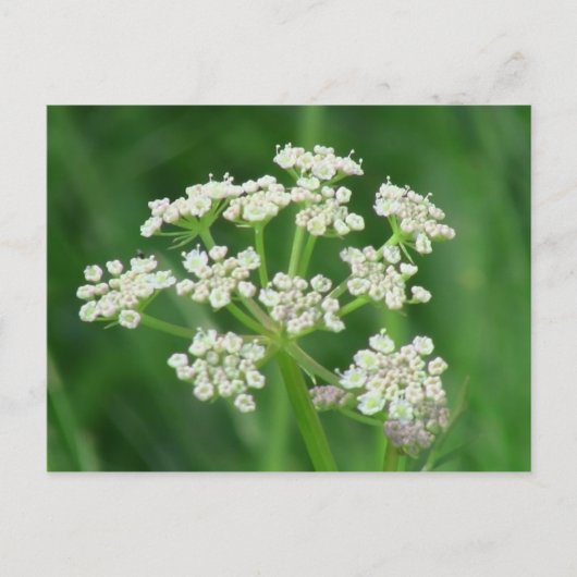Umatilla Oregon Flora Planten botany Briefkaart (Voorkant)
