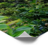 UMAUMA HERFSTEN HAWAII POSTER (Hoek)