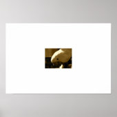 Umbrella Coakatoo Poster (Voorkant)