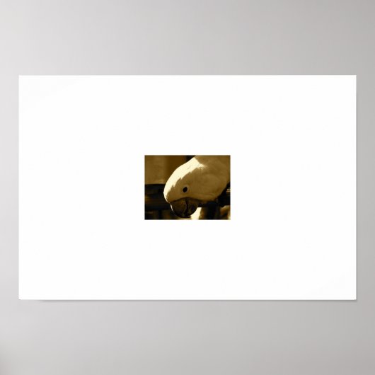 Umbrella Coakatoo Poster (Voorkant)