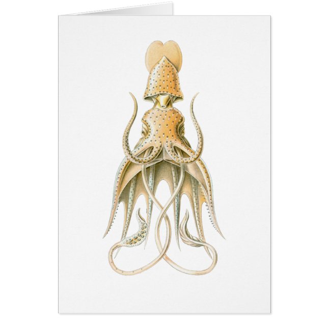 Umbrella Squid (Voorkant)