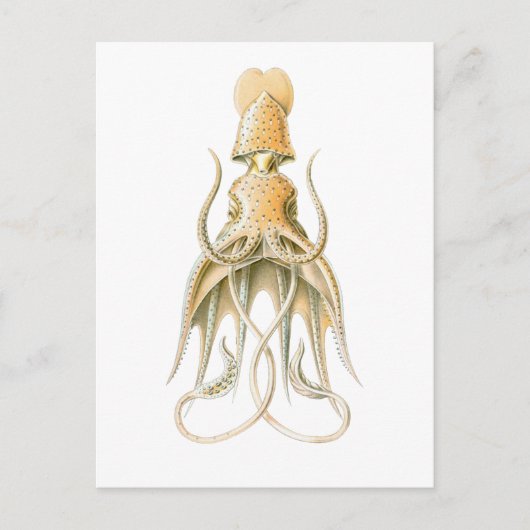 Umbrella Squid Briefkaart (Voorkant)