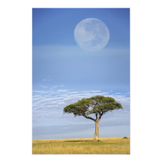 Umbrella Thorn Acacia, Acacia tortilis, and Foto Afdruk (Voorkant)