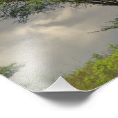 Umbrella Thorn Acacia, Acacia tortilis, and Foto Afdruk (Hoek)