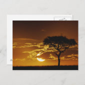 Umbrella Thorn Acacia, Acacia tortilis Briefkaart (Voorkant / Achterkant)