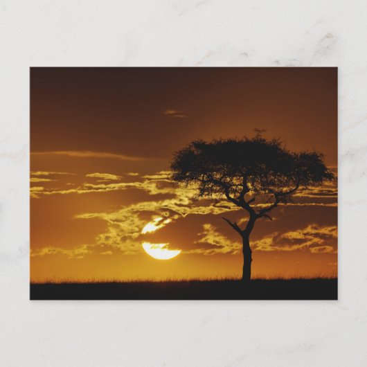 Umbrella Thorn Acacia, Acacia tortilis Briefkaart (Voorkant)