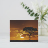 Umbrella Thorn Acacia, Acacia tortilis Briefkaart (Staand voorkant)