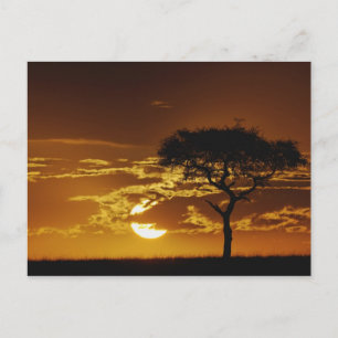 Umbrella Thorn Acacia, Acacia tortilis Briefkaart