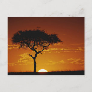 Umbrella Thorn Acacia, Acacia tortilis Briefkaart