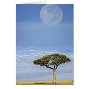 Umbrella Thorn Acacia, Acacia tortilis, en