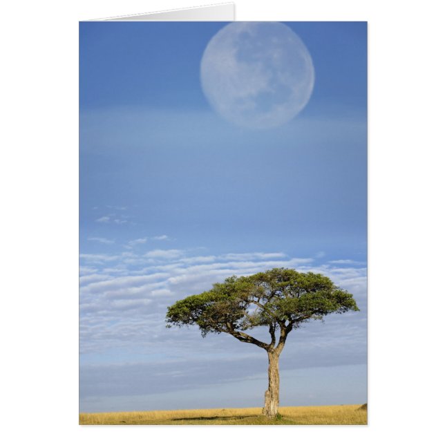 Umbrella Thorn Acacia, Acacia tortilis, en (Voorkant)