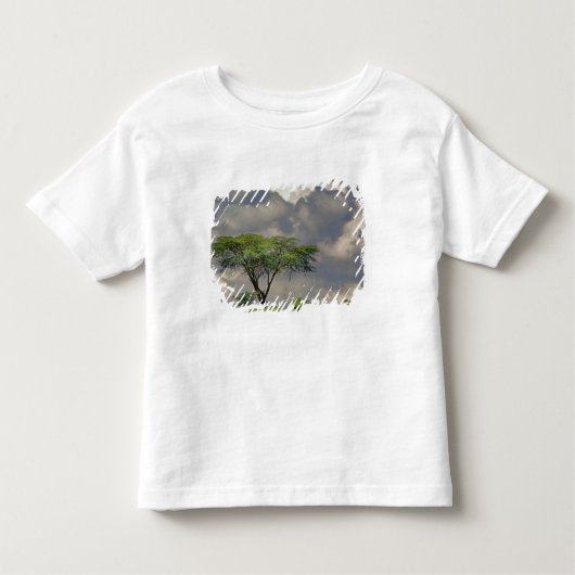 Umbrella Thorn Acacia, Acacia tortilis en 2 Kinder Shirts (Voorkant)