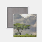 Umbrella Thorn Acacia, Acacia tortilis en 2 Magneet (Voorkant / Achterkant)