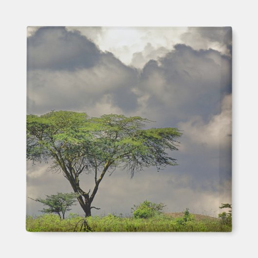 Umbrella Thorn Acacia, Acacia tortilis en 2 Magneet (Voorkant)