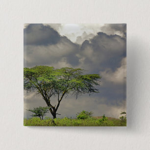 Umbrella Thorn Acacia, Acacia tortilis en 2 Vierkante Button 5,1 Cm