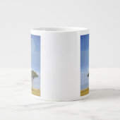 Umbrella Thorn Acacia, Acacia tortilis, en Grote Koffiekop (Voorkant)