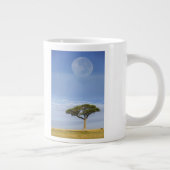 Umbrella Thorn Acacia, Acacia tortilis, en Grote Koffiekop (Rechts)