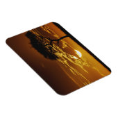 Umbrella Thorn Acacia, Acacia tortilis Magneet (Rechterzijde)