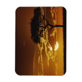 Umbrella Thorn Acacia, Acacia tortilis Magneet (Verticaal)