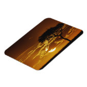 Umbrella Thorn Acacia, Acacia tortilis Magneet (Linkerzijde)