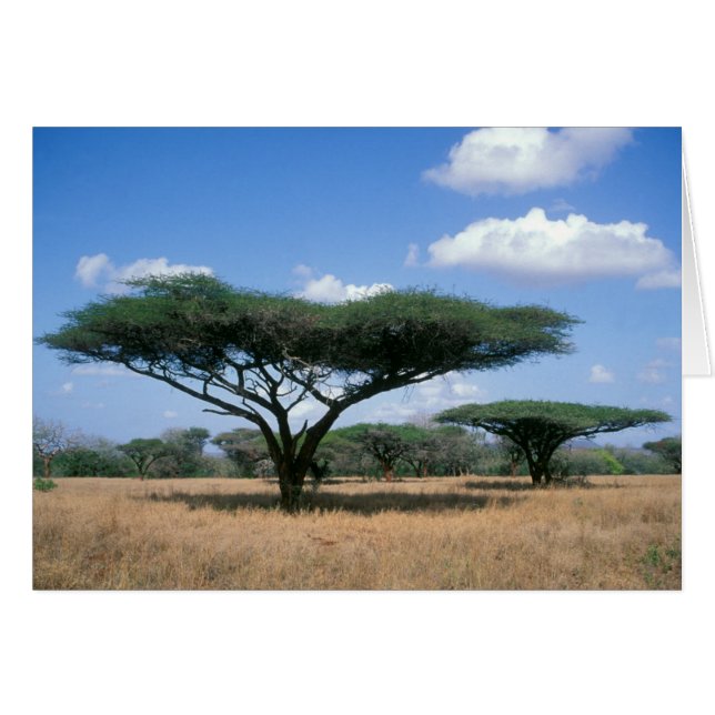 Umbrella Thorn Acacia (Acacia tortilis), Mkuze (Voorkant Horizontaal)