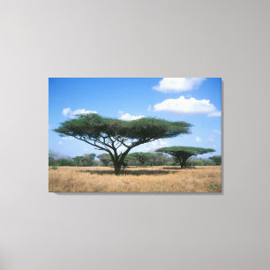 Umbrella Thorn Acacia (Acacia tortilis), Mkuze Canvas Afdruk
