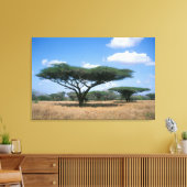 Umbrella Thorn Acacia (Acacia tortilis), Mkuze Canvas Afdruk (Insitu (Woonkamer))