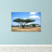 Umbrella Thorn Acacia (Acacia tortilis), Mkuze Canvas Afdruk (Insitu (Houten vloer))
