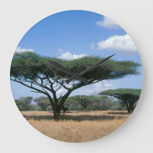 Umbrella Thorn Acacia (Acacia tortilis), Mkuze Grote Klok