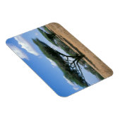 Umbrella Thorn Acacia (Acacia tortilis), Mkuze Magneet (Rechterzijde)