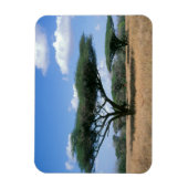 Umbrella Thorn Acacia (Acacia tortilis), Mkuze Magneet (Verticaal)