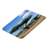 Umbrella Thorn Acacia (Acacia tortilis), Mkuze Magneet (Linkerzijde)