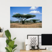 Umbrella Thorn Acacia (Acacia tortilis), Mkuze Poster (Thuiskantoor)