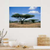 Umbrella Thorn Acacia (Acacia tortilis), Mkuze Poster (Keuken)