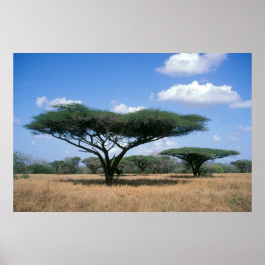 Umbrella Thorn Acacia (Acacia tortilis), Mkuze Poster (Voorkant)