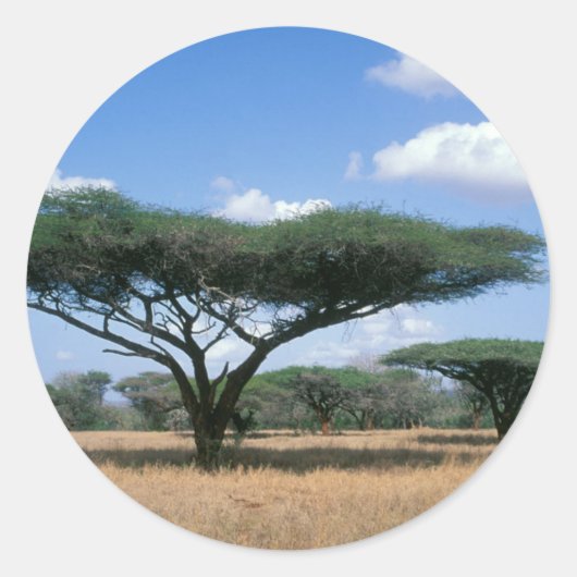 Umbrella Thorn Acacia (Acacia tortilis), Mkuze Ronde Sticker (Voorkant)