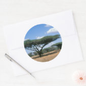 Umbrella Thorn Acacia (Acacia tortilis), Mkuze Ronde Sticker (Envelop)