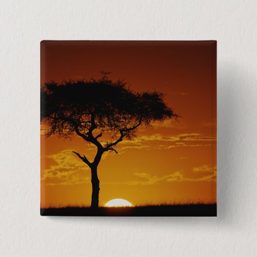 Umbrella Thorn Acacia, Acacia tortilis Vierkante Button 5,1 Cm (Voorkant)