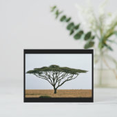Umbrella Thorn Acacia Tree Briefkaart (Staand voorkant)